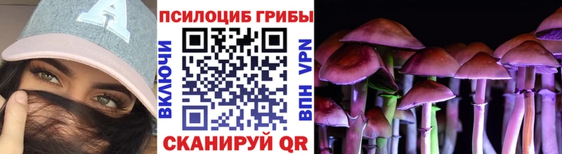 Купить где  Карачев  Псилоцибиновые грибы Psilocybe 